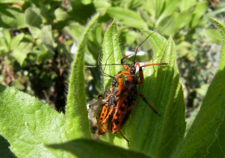 Rhynocoris come i gatti?